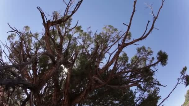 Árbol del desierto en Moab — Vídeos de Stock