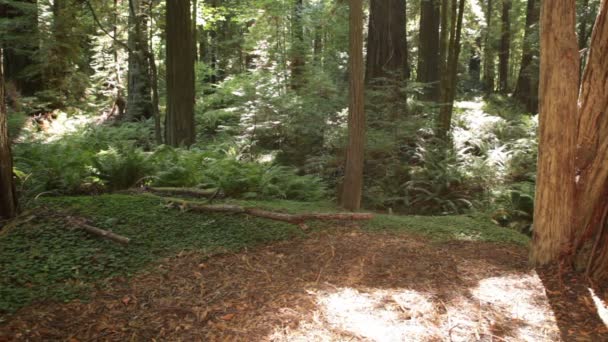 Dirt clearing surrounded by ferns — Stock Video