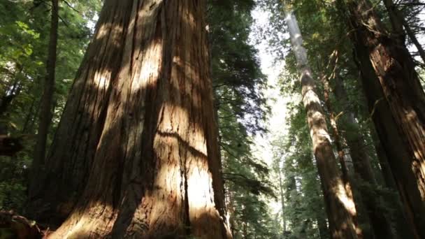 Redwood bomen en grond groei — Stockvideo