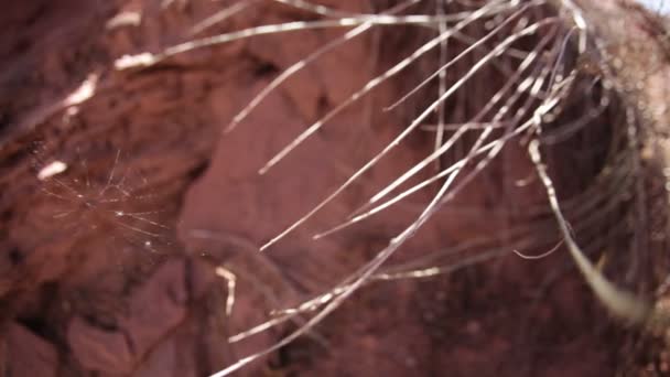 toile d'araignée soufflant dans le vent 