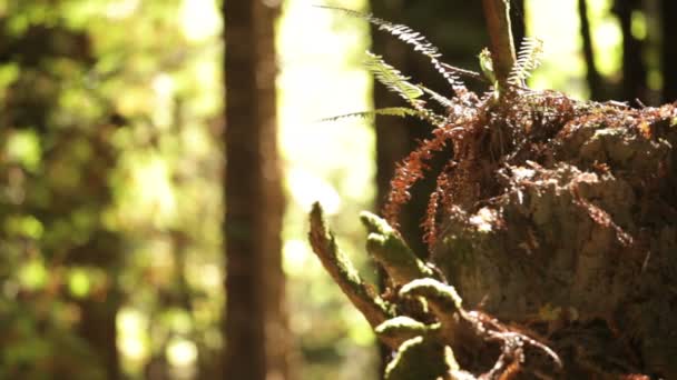 Mossa växer ur gamla träd — Stockvideo