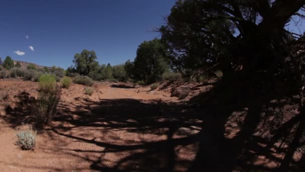 Árbol muerto y envejecido en Moab — Vídeos de Stock