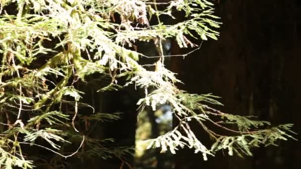 Branch of pine tree catching sunlight — Stock Video