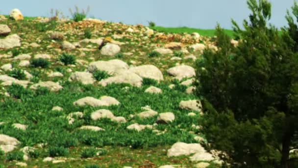 Royalty Free Stock Video Footage of a lone tree in a rocky meadow shot in Israel — Stok Video