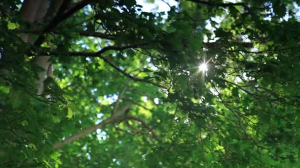 Arbres en Copenhague, Danemark — Video