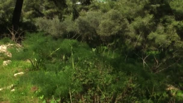 Stock Vidéo Libre de Droit d'une clairière forestière prise en Israël 