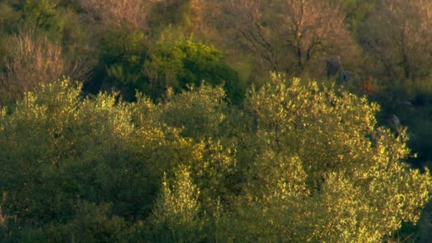 Vídeo de archivo de una ladera vegetada en la toma de la mañana en Israel — Vídeos de Stock