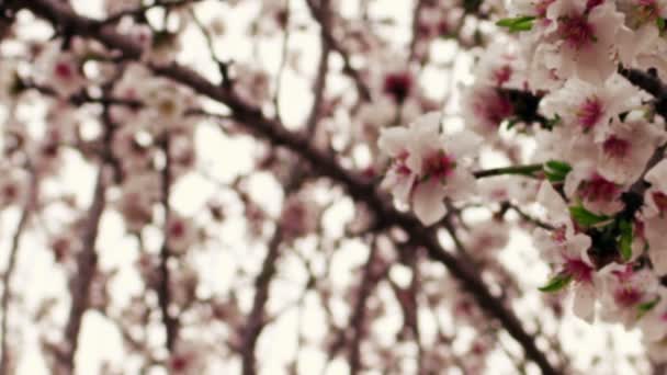 Royalty Free Stock Video Footage av vitt och rosa orchard blommar sköt i Israel — Stockvideo