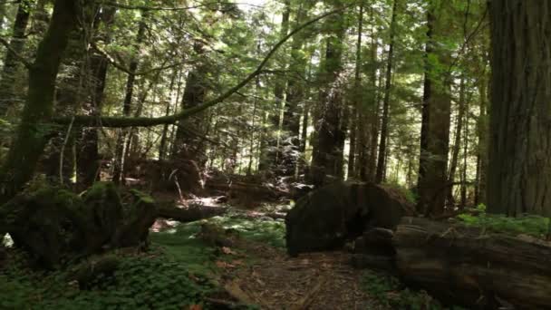 Fallen logs covered in moss — Stock Video