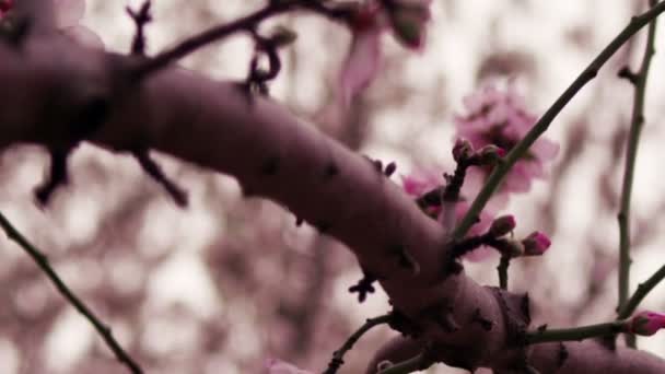 Realeza Stock de Video Gratis Filmación de una rama de árbol rosa floreciente rodada en Israel — Vídeo de stock