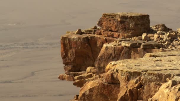 Royalty Free Stock Video Footage of a bird hopping on a cliff edge shot in Israel — Stock Video