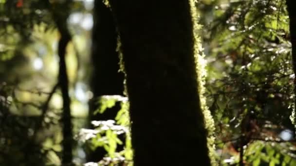 Покрите мохом дерево в силуеті — стокове відео