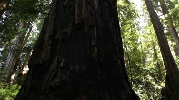 Grande tronco de pinheiros na floresta — Vídeo de Stock