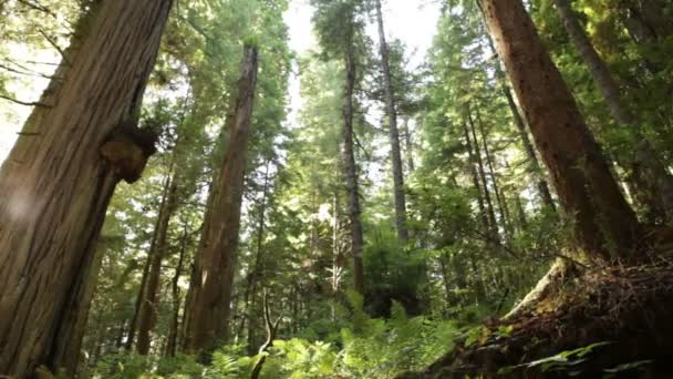 Redwood grond en bomen — Stockvideo