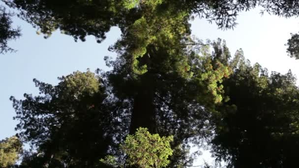 Thick growth on top of redwood tree — Stock Video