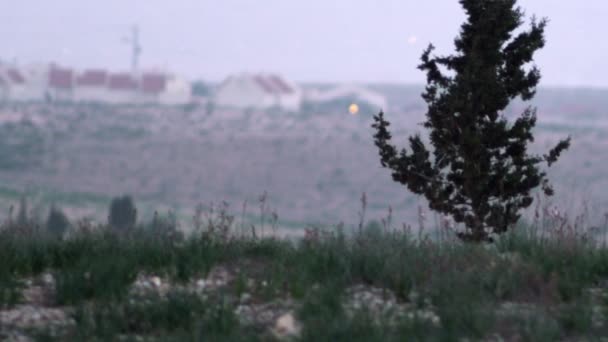 イスラエルで撮影の孤独な木のロイヤリティ フリー ストック映像 — ストック動画