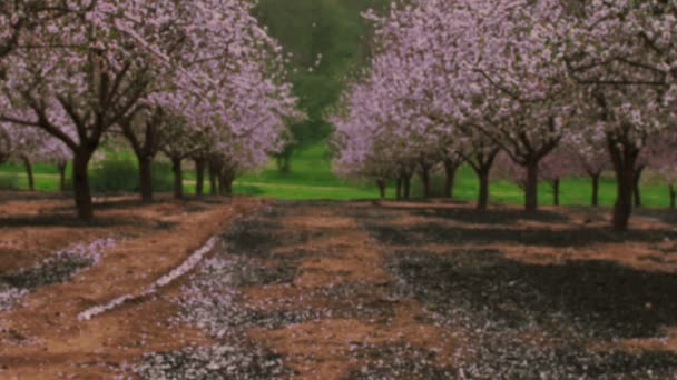 Fotografía de un huerto rosado floreciente filmado en Israel — Vídeos de Stock