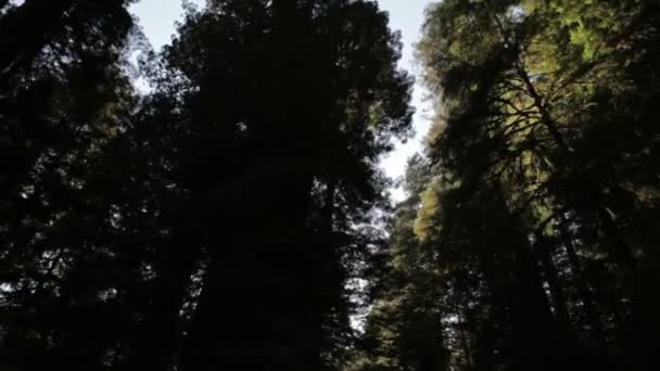 Árboles sombreados y densos — Vídeo de stock