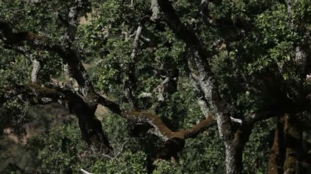 Knorrige Bäume mit Flechten — Stockvideo