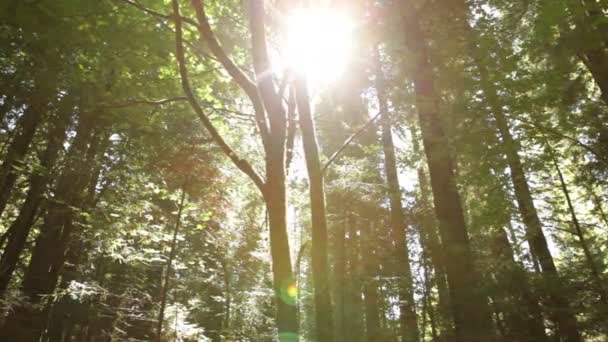 Drzewa z słońce świeci przez liści — Wideo stockowe