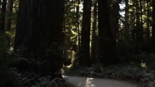 Traveling on dark road in redwood forest — Stok Video