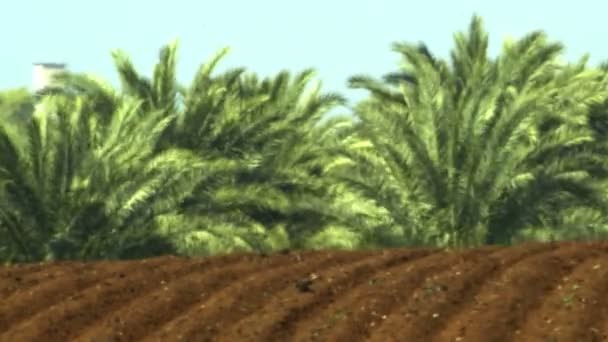 Pan right to left of freshly furrowed soil with a palm forest in the background — Stock Video