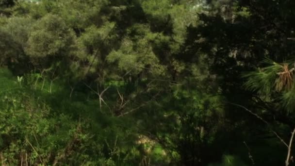 Stock Vidéo Libre de Droit d'une clairière forestière prise en Israël 