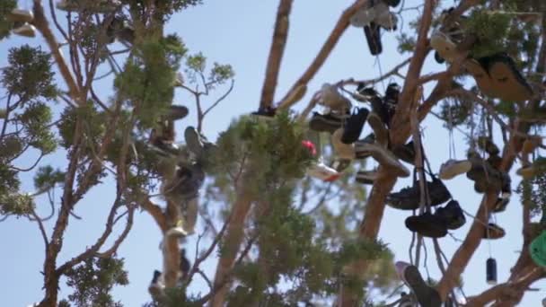 Muchos pares de zapatos colgando de un árbol — Vídeo de stock