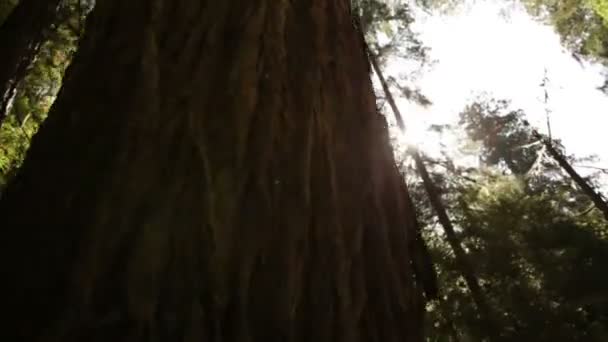 Tall pine trees against the sun — Stock Video