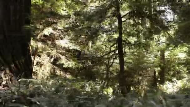 Helecho y suelo de bosque de pinos — Vídeo de stock