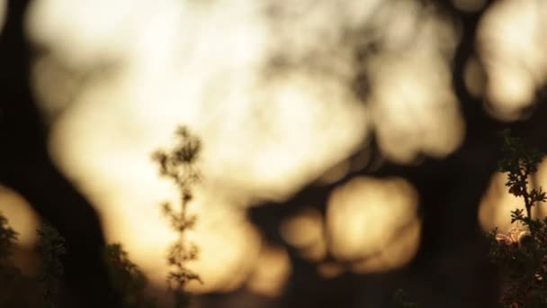 Bomen en planten in Moab bij zonsondergang — Stockvideo