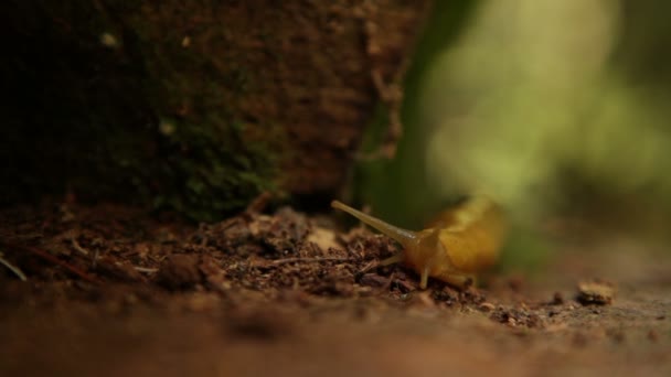 Orange snigel kryper över skogen marken — Stockvideo