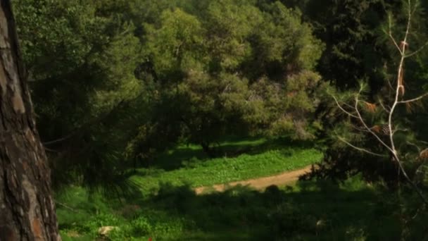 Royalty fritt lager video filmer av en skogsklädda bergssidan skott i Israel — Stockvideo
