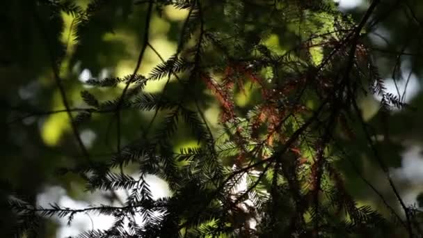 Pine gren i en skog i Kalifornien. — Stockvideo