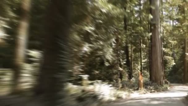 Chemin dans la forêt de séquoias — Video