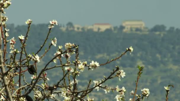 Mandelzweige wiegen sich im Wind — Stockvideo