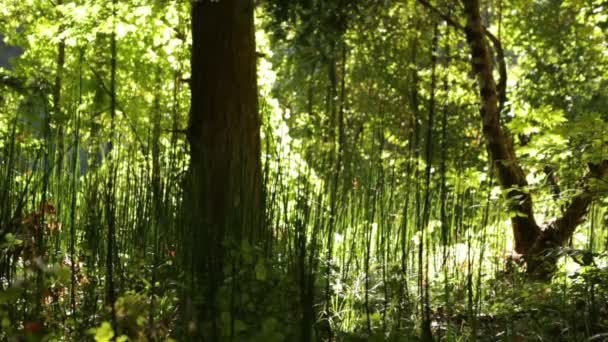 Lange groene planten in het bos — Stockvideo