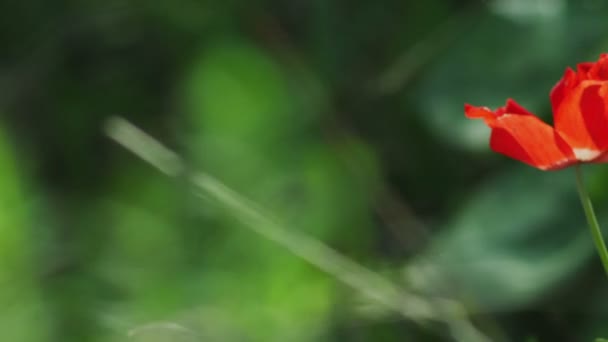 Ensam röd blomma i vinden sköt i Israel — Stockvideo
