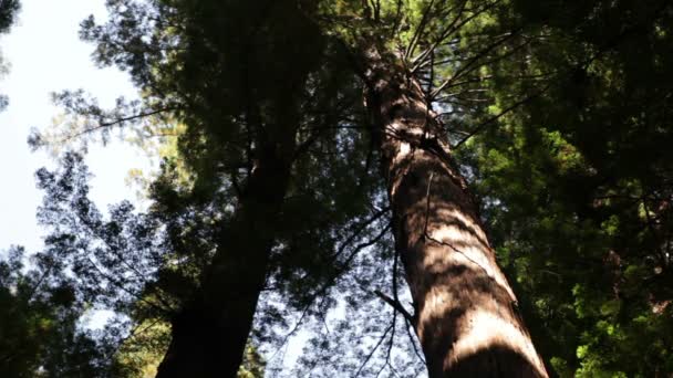 查找在森林里的红木树的树干. — 图库视频影像