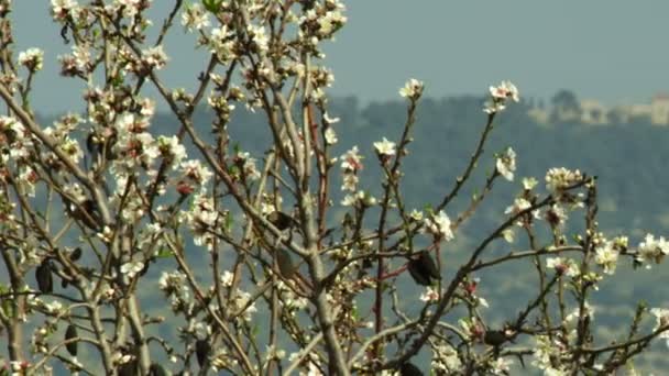 Mandelzweige wiegen sich im Wind — Stockvideo