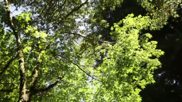 Branches vert vif et couvert forestier foncé — Video