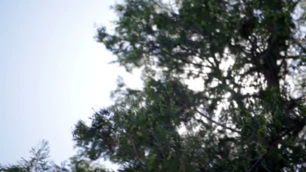 大きな松の木の後ろに太陽 — ストック動画