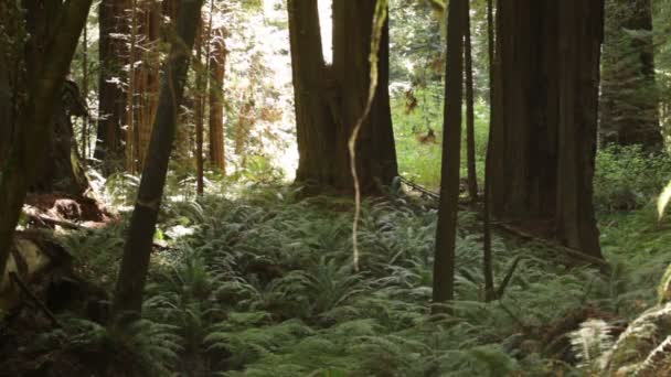 Папоротники на дне леса — стоковое видео
