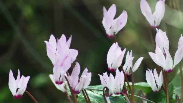 Paarse en witte bloemen in de Breeze schot in Israël — Stockvideo