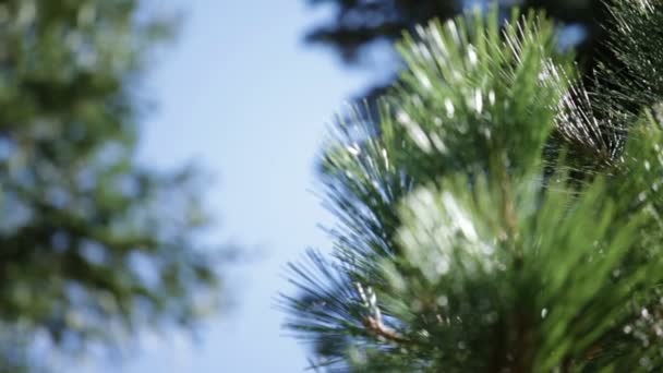 Large needles of pine tree — Stock Video