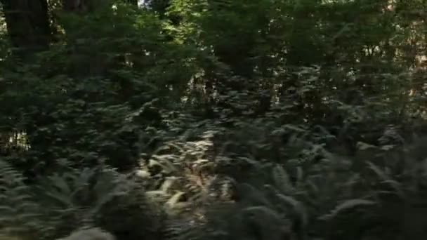 Fougères poussant en forêt de pins — Video