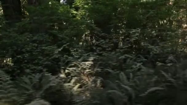 Fougères poussant en forêt de pins 