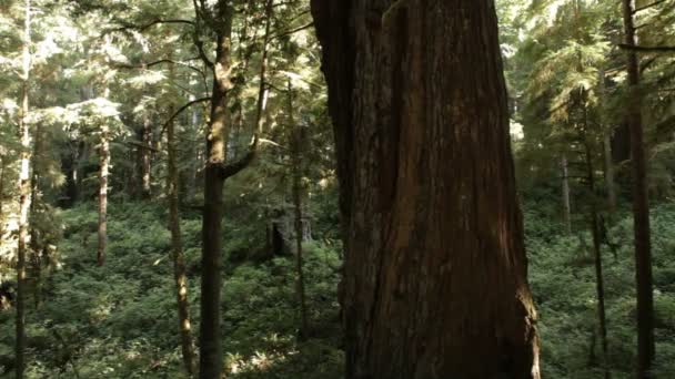 Crescita vecchia e giovane nella foresta di sequoie — Video Stock