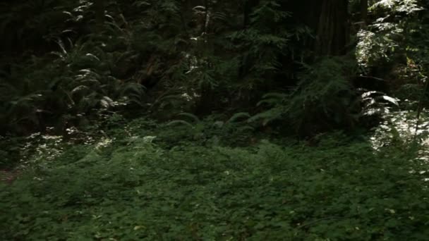 Des vignes rampantes grimpent dans le tronc de l'arbre .