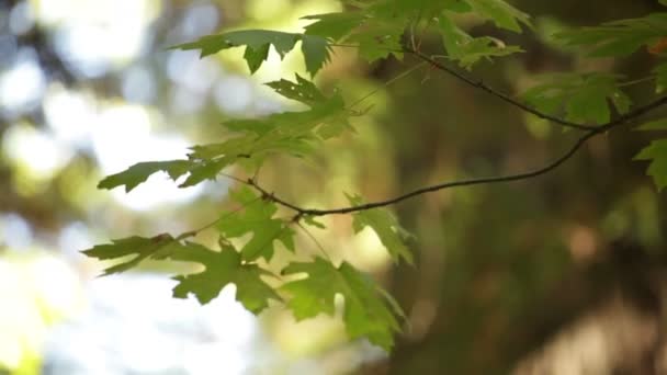 Eiken tak in een zachte bries waait — Stockvideo